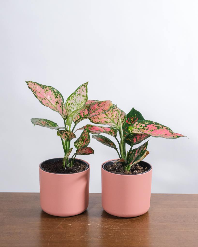 Research the care needs of your house plants to ensure you're caring for them correctly