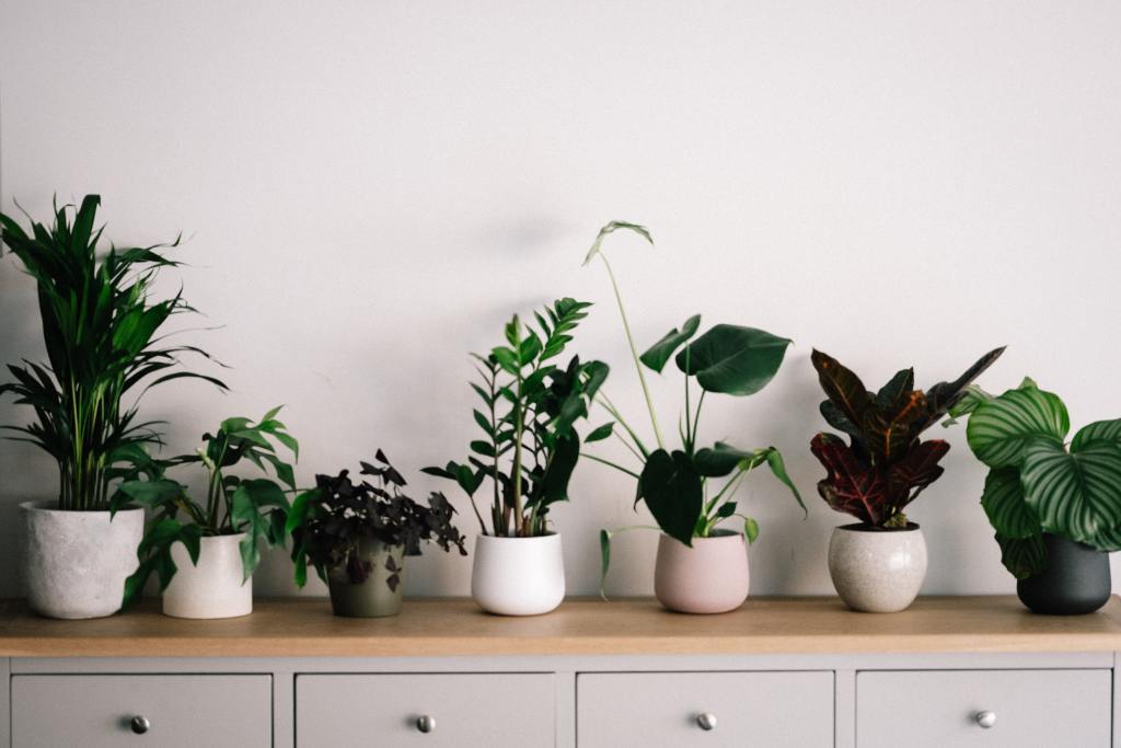 House plants look great displayed on a shelf