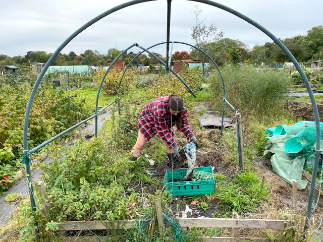 broken poly tunnel at allotment