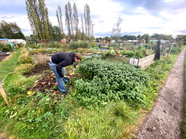removing nettles at an allotment