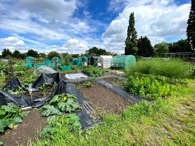 allotment in summer
