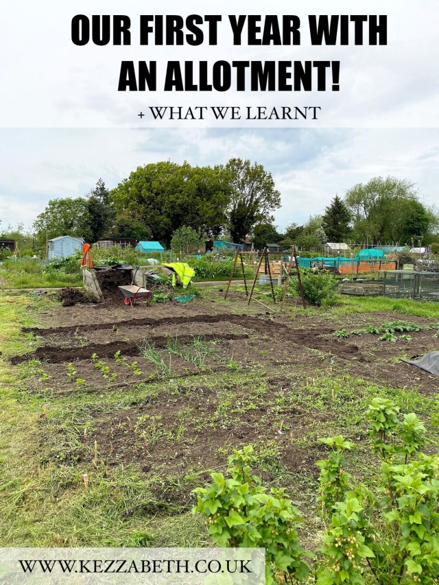 our first year with an allotment