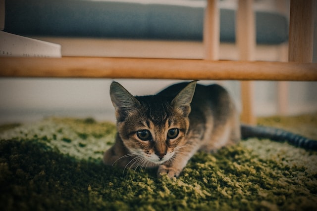 a cat on a green carpet