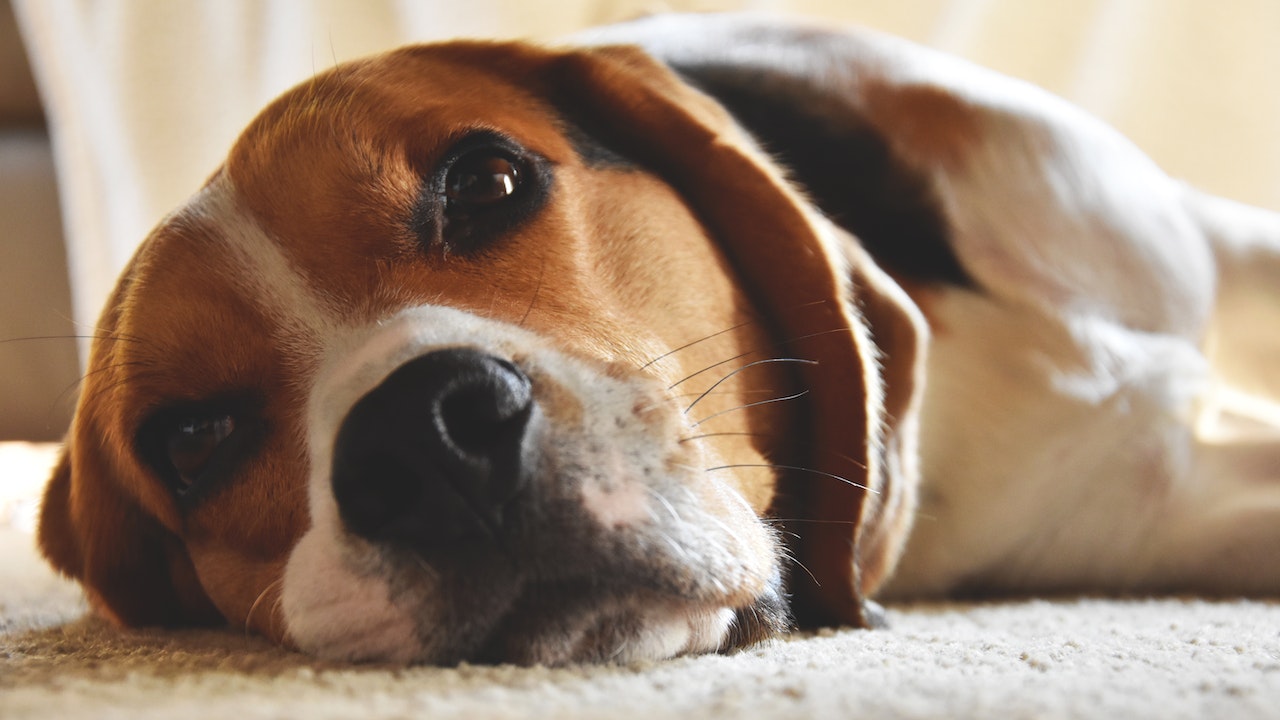 A close-up of a dog’s face while it is lying on the carpet.