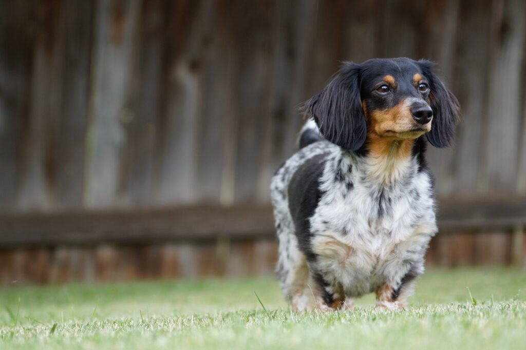 A dog running in the yard with a fence, which is one of the essential features of a pet-friendly home.