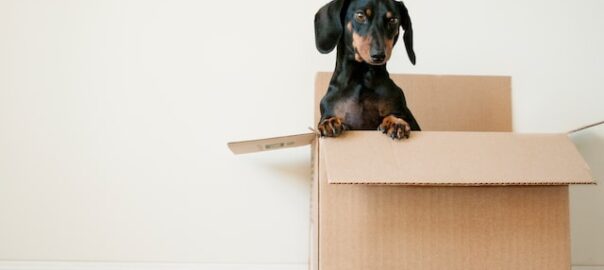 A dog inside a moving box.
